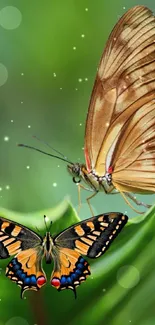 Two colorful butterflies rest gracefully on a vibrant green leaf.