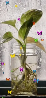 Green plant in jar with butterflies on rainy window.