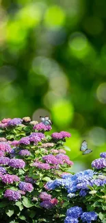 Colorful hydrangeas and butterflies in a lush green garden wallpaper.