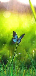 Blue butterfly on green grass with sunlit background.