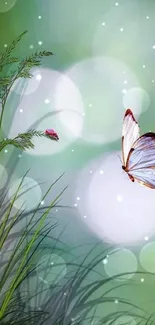 Butterfly with green nature and bokeh background wallpaper.