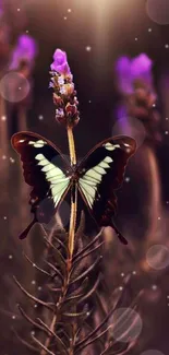 Butterfly resting on purple lavender with warm glowing light.