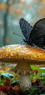 Black butterfly perched on a dewy mushroom in the forest.