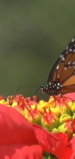 Butterfly perched on a vibrant red flower.