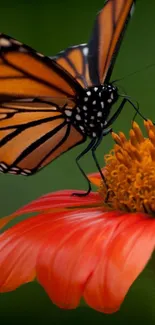 Butterfly perched on an orange flower with green background.