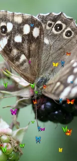 A detailed butterfly perched on a berry branch with a green background.