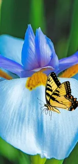 Yellow and black butterfly on vibrant blue iris flower.