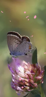 Delicate butterfly resting on a vibrant blooming flower with a green background.