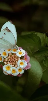 A serene butterfly resting on a colorful flower amidst green leaves.