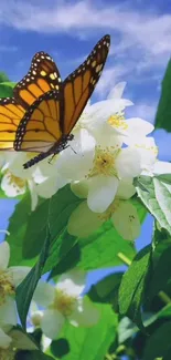 Colorful butterfly on white blossoms with green leaves and blue sky.