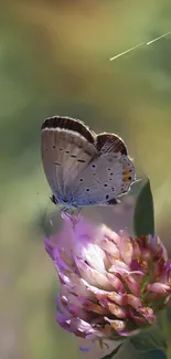 Butterfly perched on a blossom with a green background.