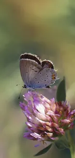 Butterfly resting on purple flower with green blurred background.