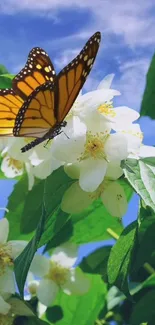 Monarch butterfly on white flowers against a blue sky background.