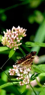 Butterfly resting on pink blossoms among green leaves.