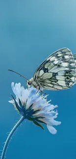 Butterfly resting on a blue flower against a soft blue background.