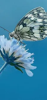 A delicate butterfly rests on a vibrant blue flower in this serene mobile wallpaper.