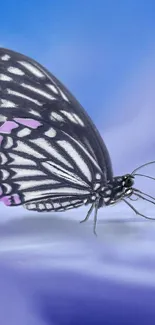 Black and white butterfly with purple accents on a blue background.