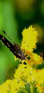 Butterfly delicately perched on yellow flowers with green backdrop.