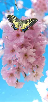 Butterfly on pink cherry blossoms against a bright blue sky.