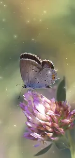 Butterfly on clover blossom with green background.