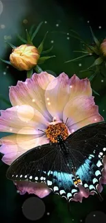 A black butterfly on a pink cosmo flower.