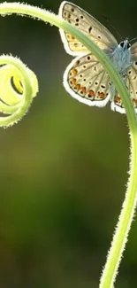 Butterfly resting on a curling vine against a blurred green background.