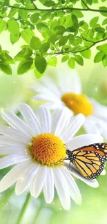 Butterfly resting on daisies with green leaves above.