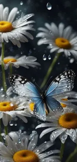 Blue butterfly resting on white daisies with raindrops.