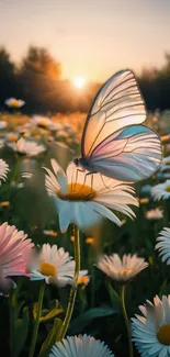 Butterfly perched on a daisy with sunset in background.