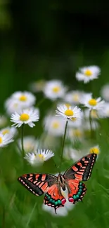 Colorful butterfly on daisies in a green field.