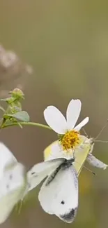 Butterfly resting on a white daisy flower.