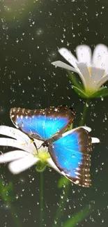 Blue butterfly on white daisies with raindrops background.