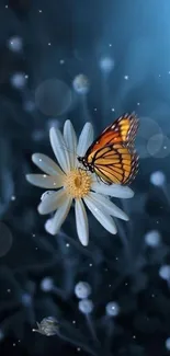 Orange butterfly on a daisy with dark blue background.