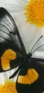 Black butterfly on a white daisy background with vibrant colors.