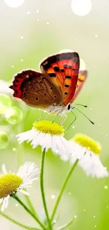 Colorful butterfly on daisies mobile wallpaper.