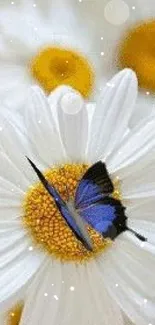 Blue butterfly on white daisy mobile wallpaper.