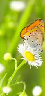 Colorful butterfly resting on a daisy flower amidst lush greenery.