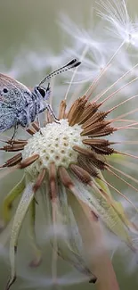 Butterfly resting on a dandelion with a blurred green background.