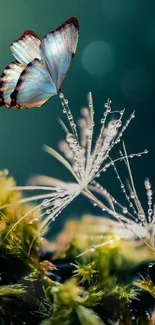 Butterfly perched on dewy flowers with a teal background.