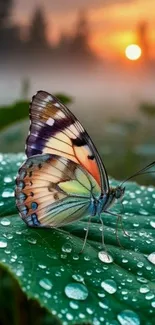 Butterfly on a dewy leaf with sunrise in background.