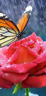 Butterfly perched on a dewy rose with raindrops.
