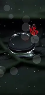 Red butterfly on water droplet with dark green leaf background.