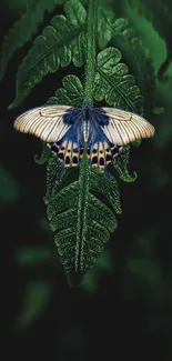 Vibrant butterfly on a dark green fern leaf, nature wallpaper.