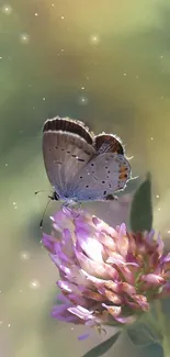 Butterfly on a vibrant flower with a dreamy, soft-focus background.