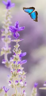 Blue butterfly hovering over purple flowers on a serene background.