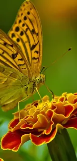 Butterfly resting on a yellow and orange marigold flower with a green background.