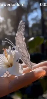 Butterfly perched on a white flower in sunlight.