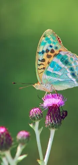 Colorful butterfly perched on a purple flower with a green blurred background.