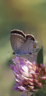 Butterfly perched on a vibrant clover flower.