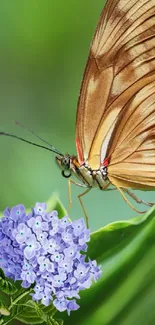 Brown butterfly perched on purple flower with green background.